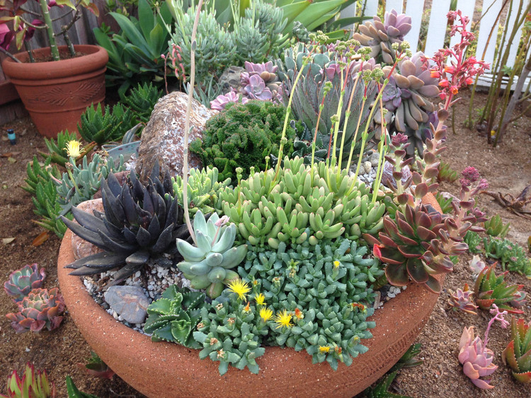 5 ideias de títulos:
1. Guia Completo: Escolhendo as Plantas Ideais para o Seu Jardim
2. Sol Pleno vs. Meia-Sombra: Onde Plantar Cada Espécie?
3. Plantas Ornamentais que Transformam Seu Espaço
4. Dicas de Manutenção para um Jardim Saudável e Bonito
5. Jardins Verticais e Pequenos: As Melhores Opções de Plantas