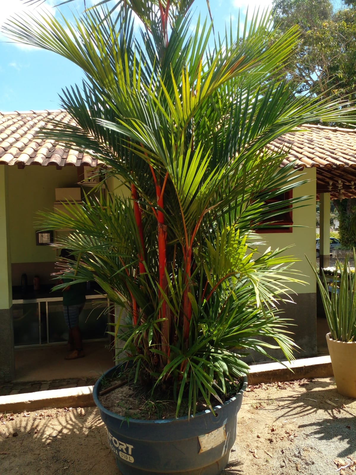 Nomes De Plantas De Jardim