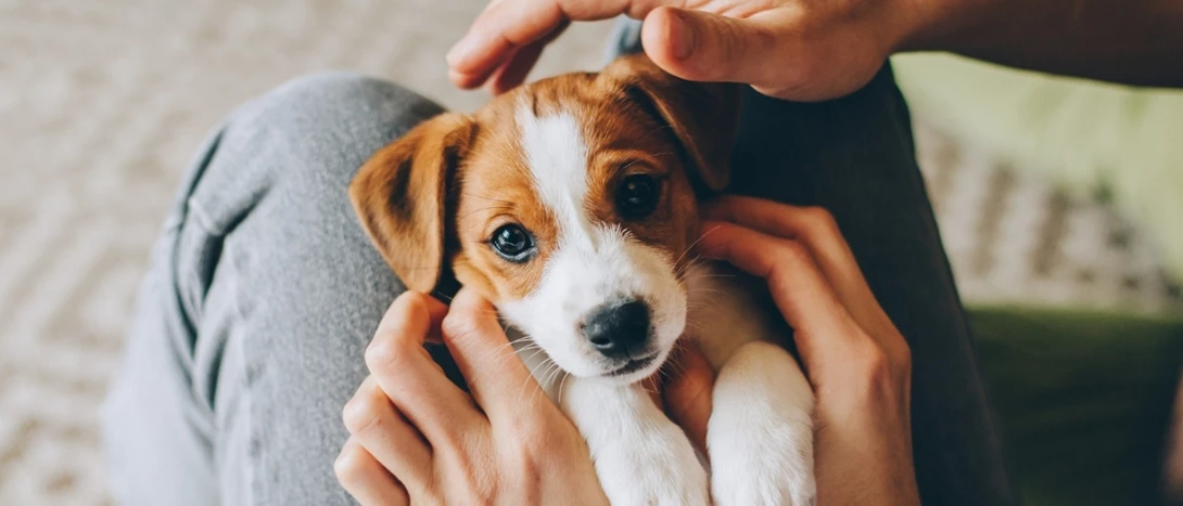 A Influência do Nome no Comportamento do seu Pet