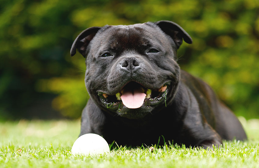 nomes fortes para cachorro masculino