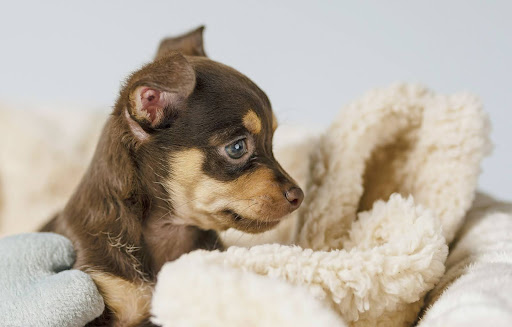 Significado dos Nomes de Cachorro: Escolha com Propósito