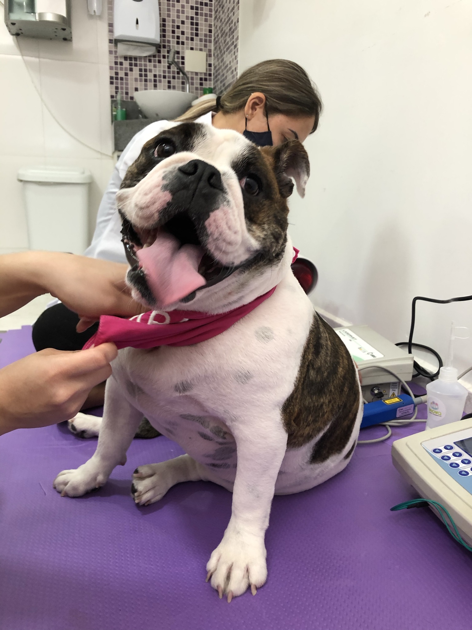 Como Ensinar o Nome ao seu Cachorro: Dicas Essenciais