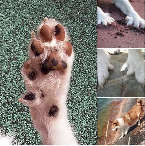 Síndrome de Lundehund: Entendendo os Problemas de Saúde e Tratamentos