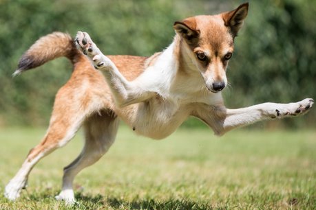 A História Fascinante do Norwegian Lundehund: De Caçador de Pássaros a Companheiro Leal
