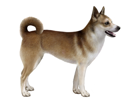 Como Cuidar de um Norwegian Lundehund: Guia Completo