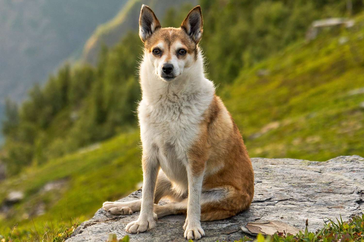 O Norwegian Lundehund é o Cão Perfeito para Você? Avaliando o Temperamento