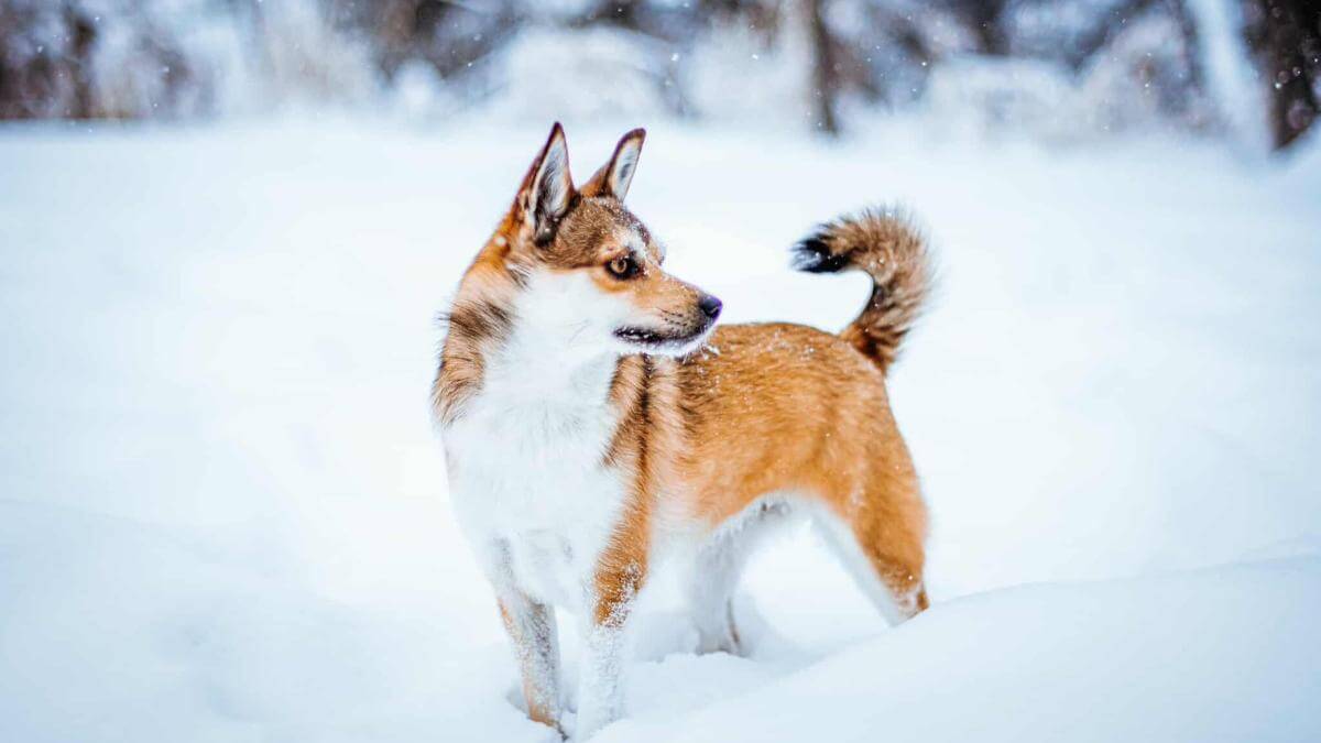 Como Cuidar de um Norwegian Lundehund: Guia Completo