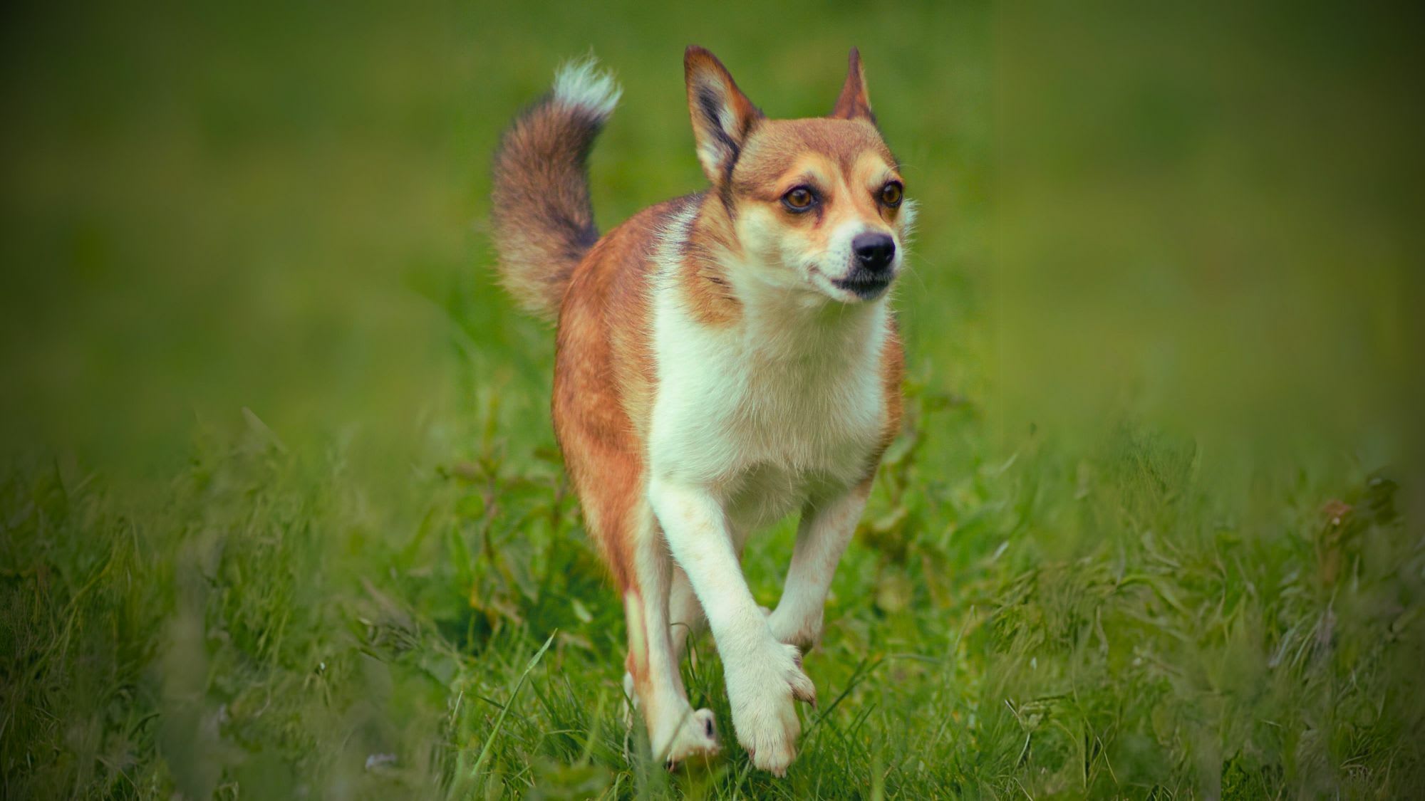 O Norwegian Lundehund é o Cão Perfeito para Você? Avaliando o Temperamento