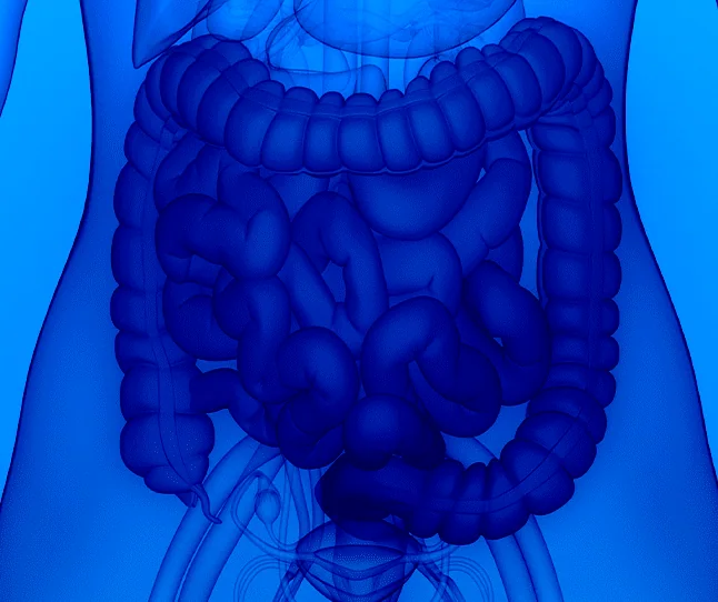 Alimentação Saudável para o Estômago: Dicas Essenciais