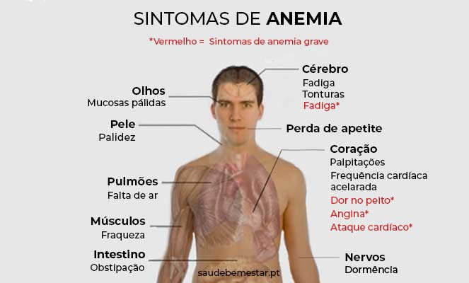 Dieta para Anemia: Alimentos Ricos em Ferro e Vitaminas Essenciais