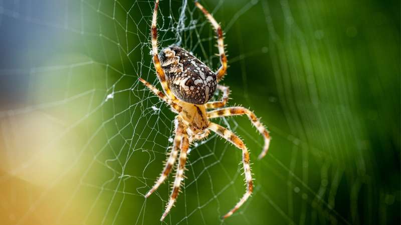 significado de sonhar com aranha