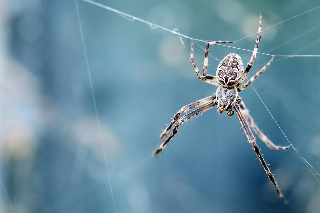 sonhar com aranha branca