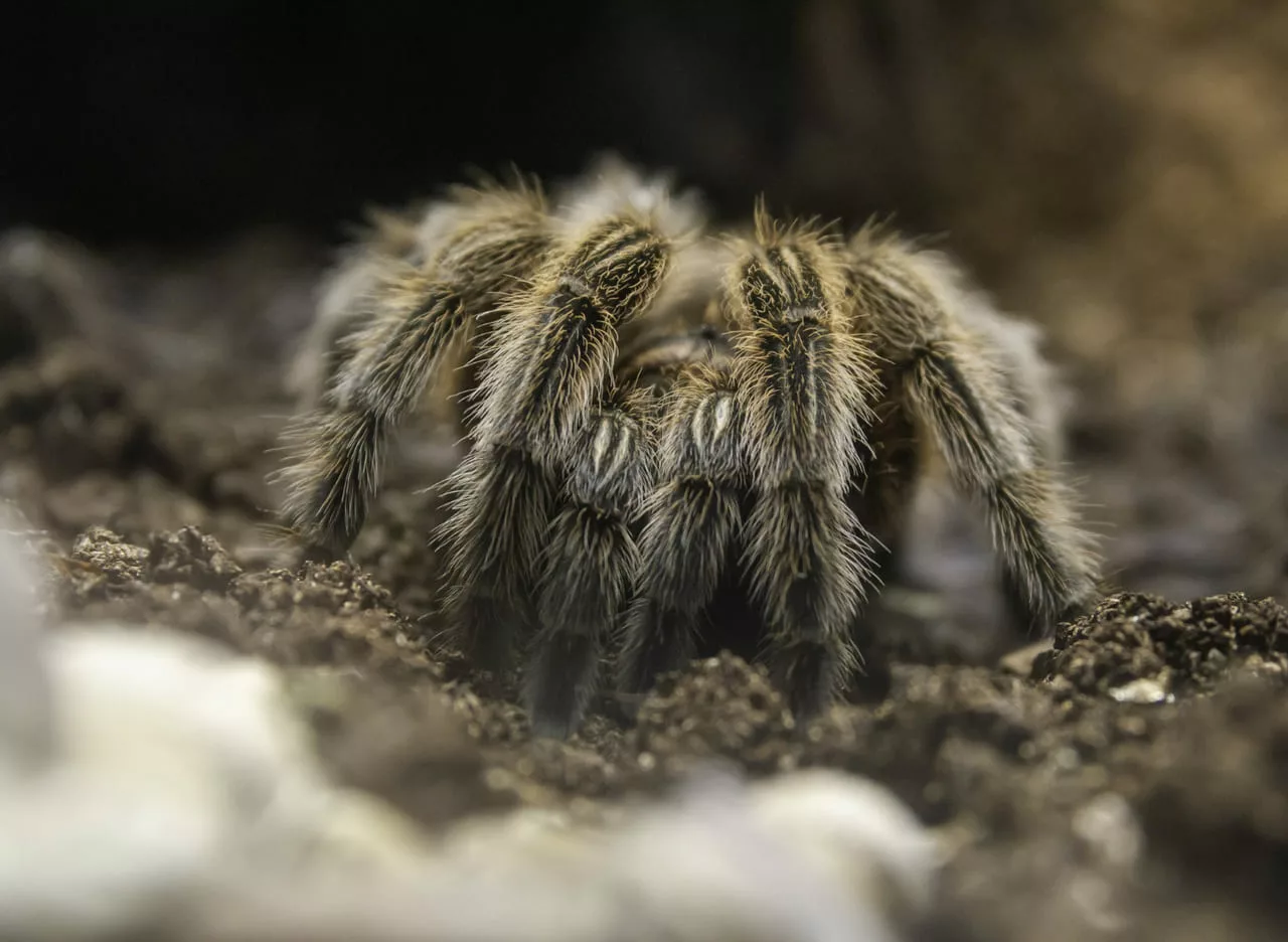 significado sonhar com aranha grande
