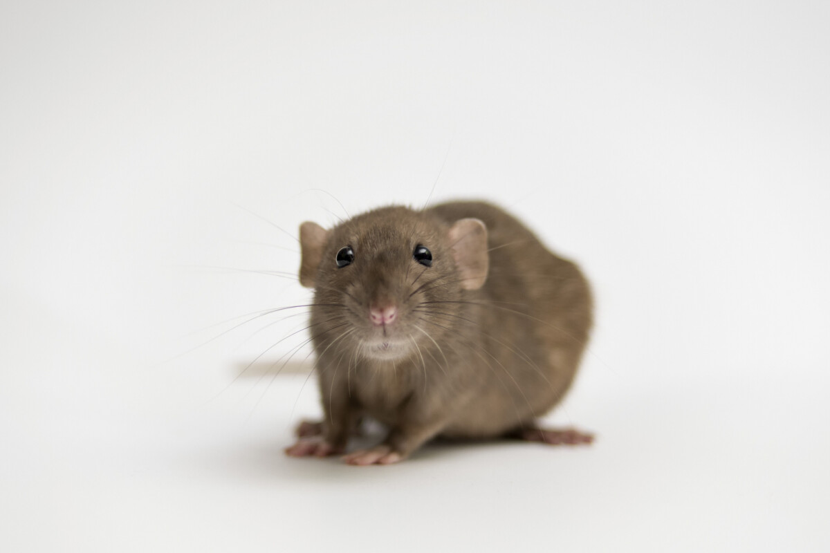 o que significa sonhar com rato atacando