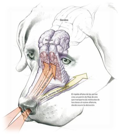 capacidade olfativa cães