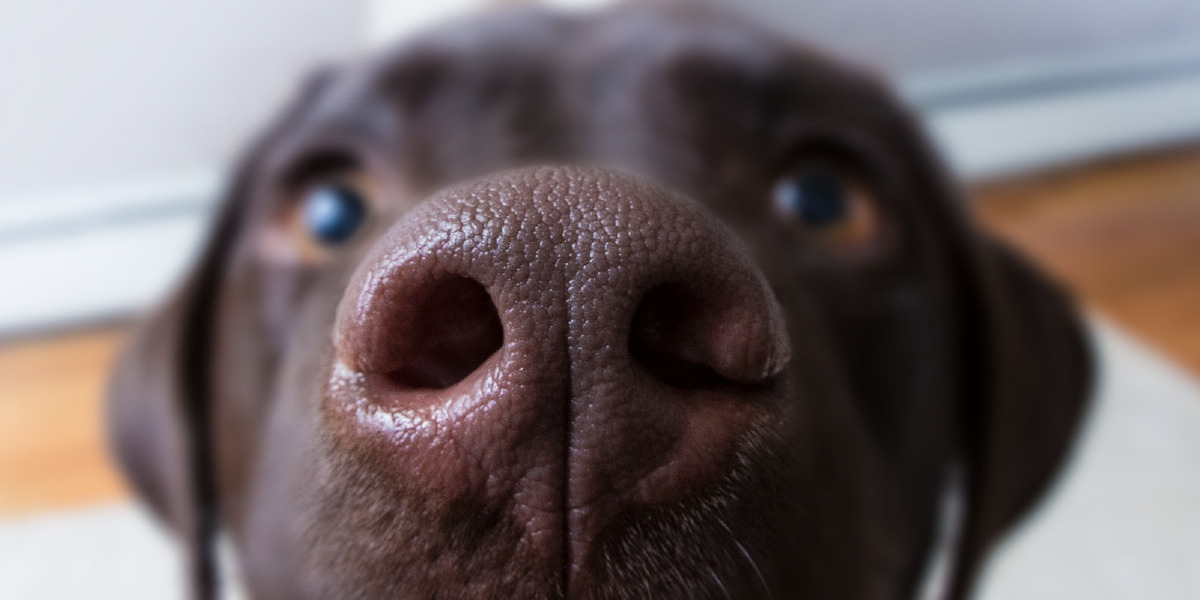 olfato canino sensibilidade