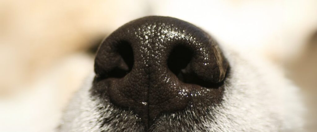 capacidade olfativa cães