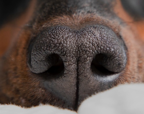 como cães sentem cheiro