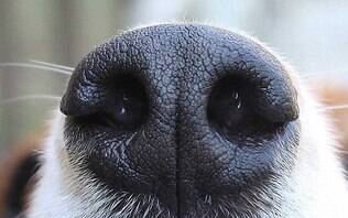 como cães sentem cheiro