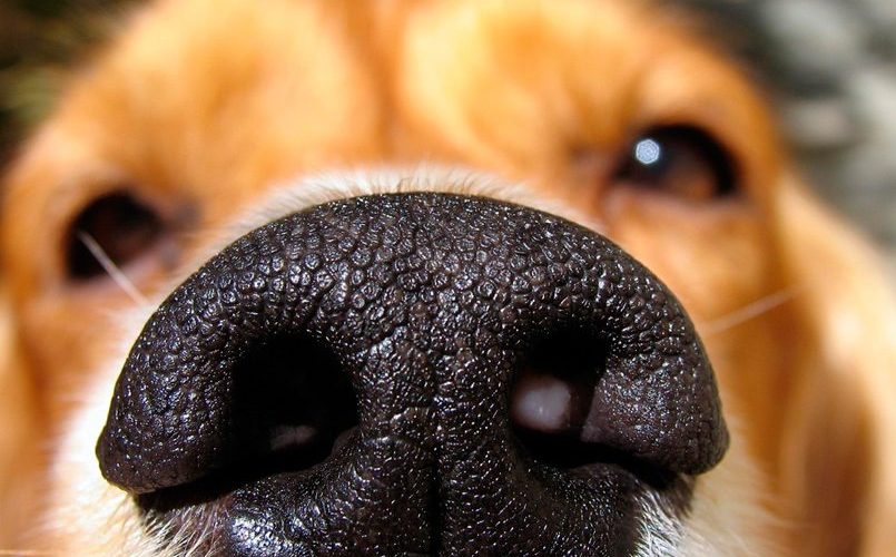 capacidade olfativa cães