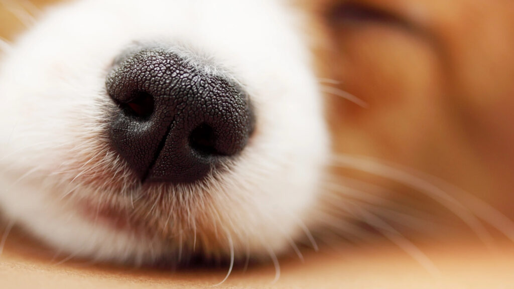 olfato canino sensibilidade