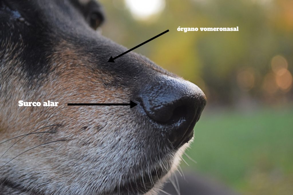 olfato canino