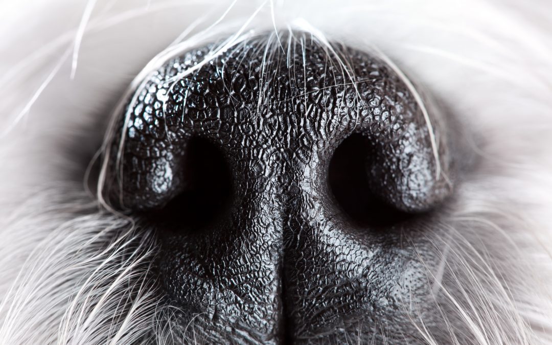 olfato canino sensibilidade