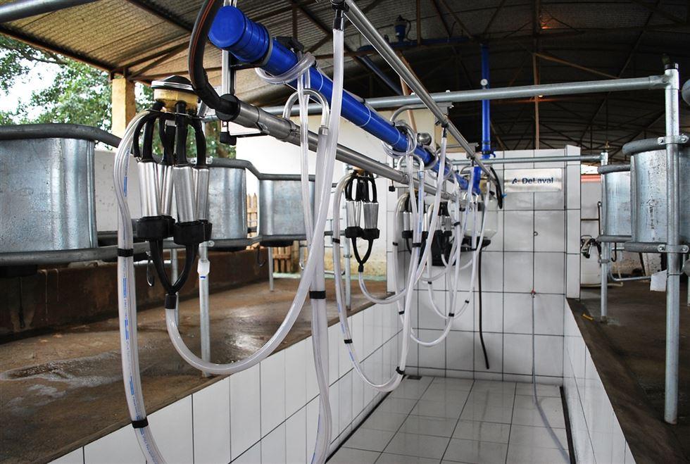 Ordenha Robotizada: O Futuro da Produção de Leite e Seus Benefícios