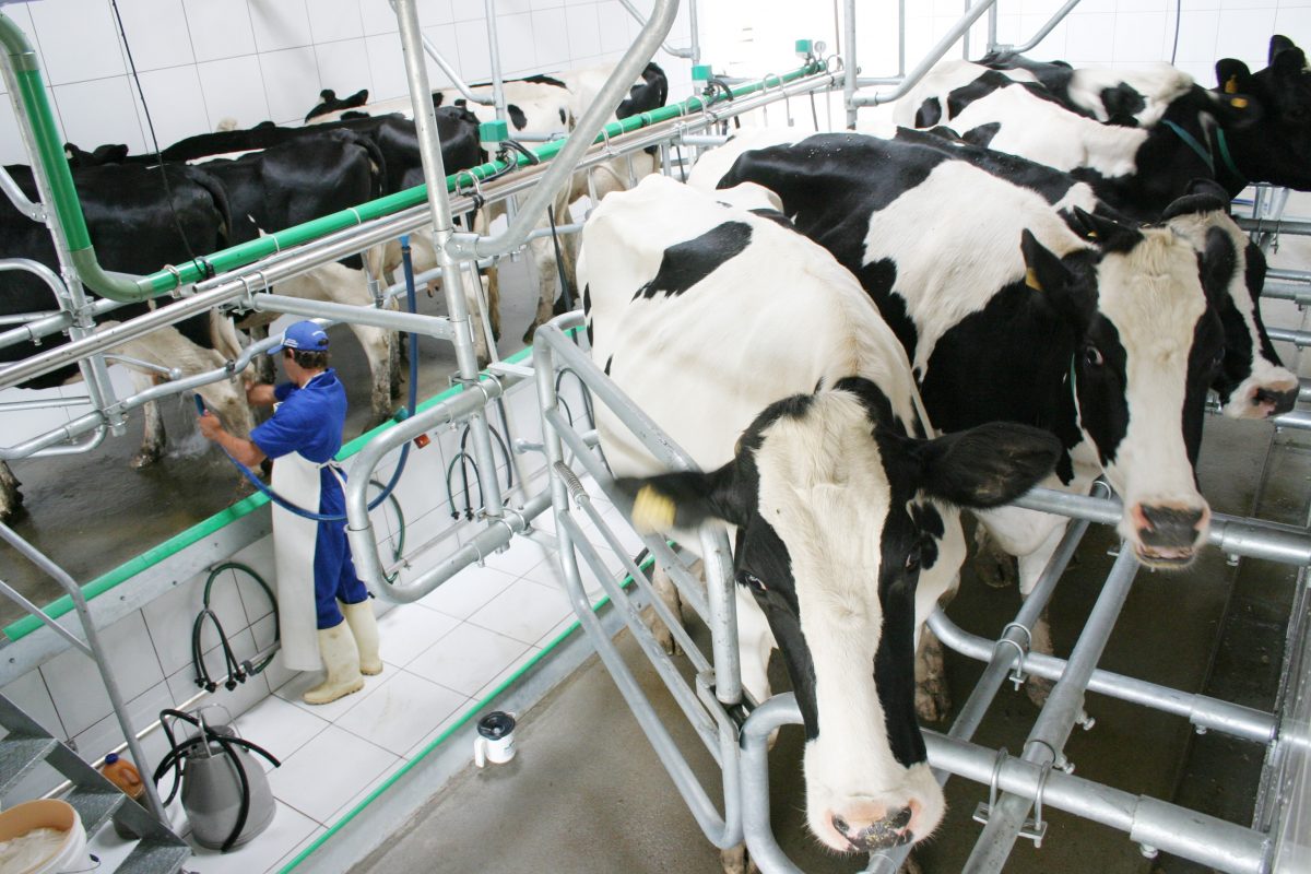 Maximizando a Qualidade do Leite com Boas Práticas de Ordenha Mecânica