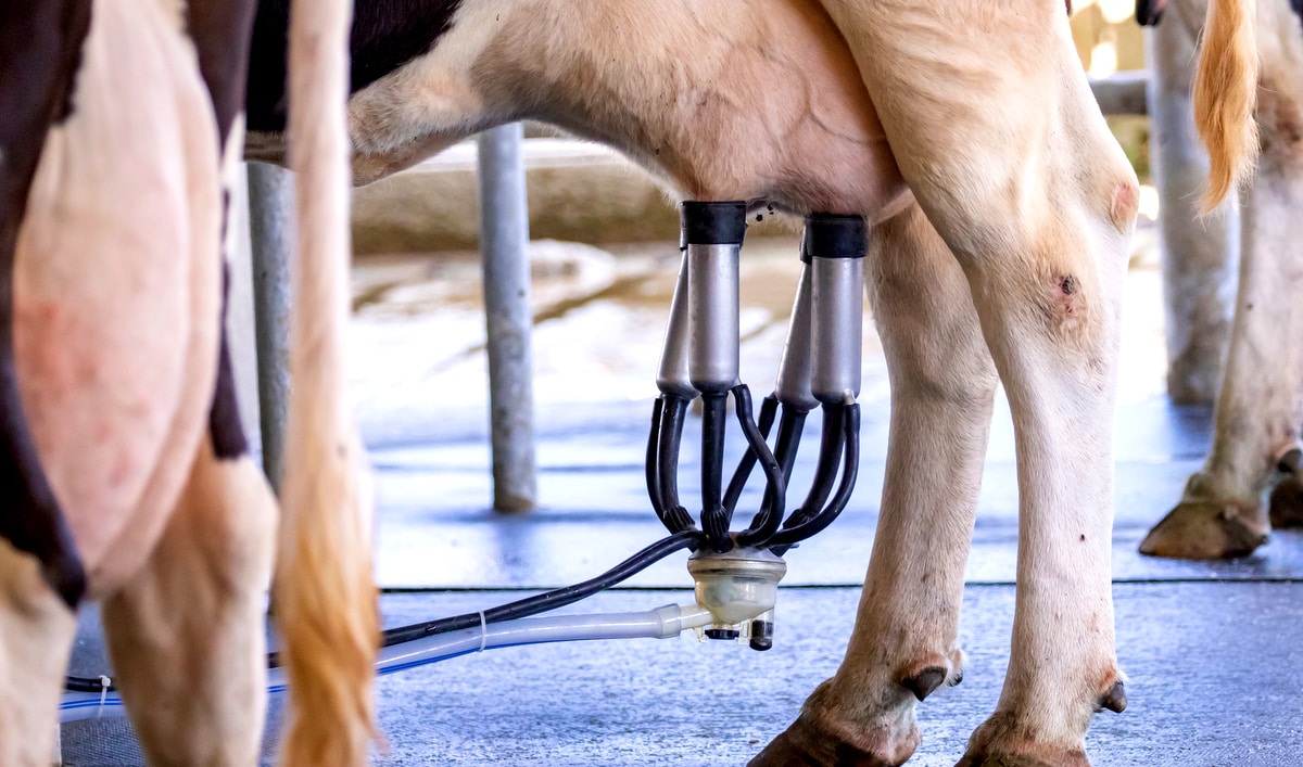 ordenha mecânica
