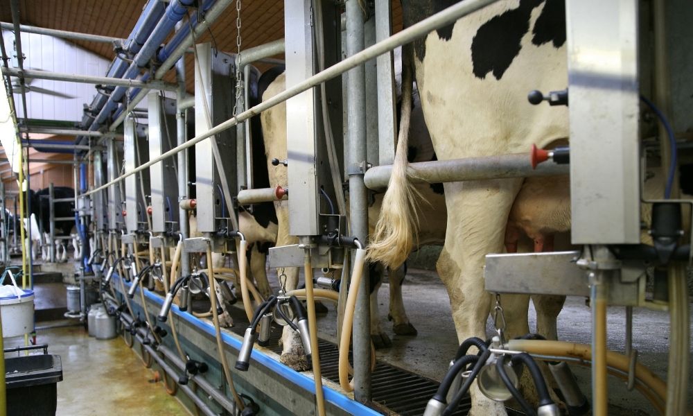 Ordenha Robotizada: O Futuro da Produção de Leite e Seus Benefícios