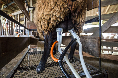 Balde ao Pé vs. Espinha de Peixe: Qual Ordenha é Ideal para Seu Rebanho?