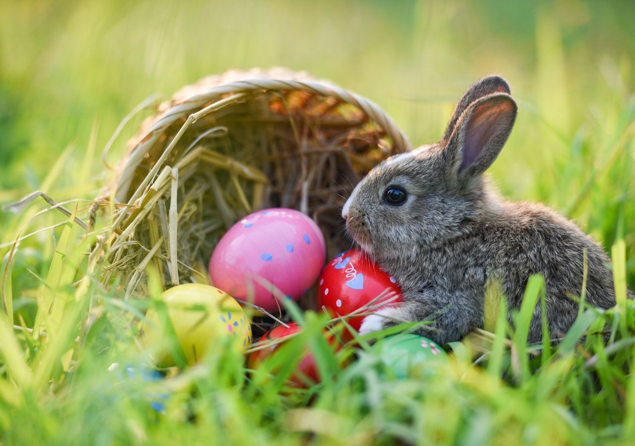 mitos sobre a origem do coelho da pascoa