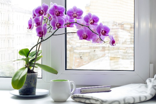 Guia Completo: Orquídeas Phalaenopsis para Iniciantes