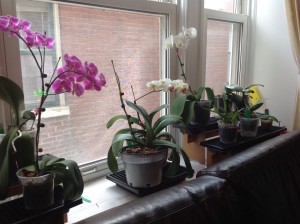 Guia Completo: Orquídeas Phalaenopsis para Iniciantes