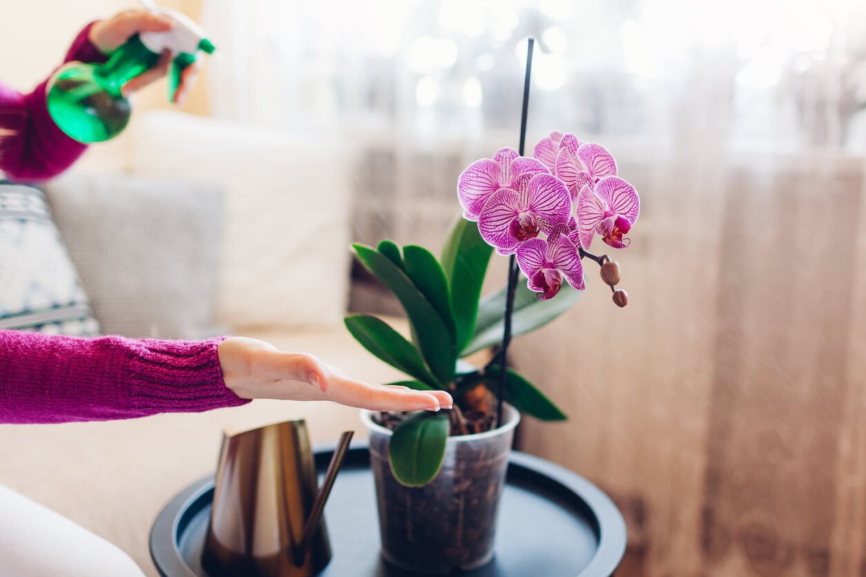 Feng Shui e Orquídeas: Como Atrair Prosperidade para Sua Casa