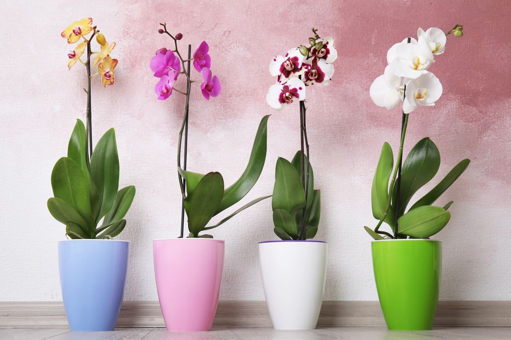 Como Escolher o Substrato e Vaso Ideal para Sua Orquídea