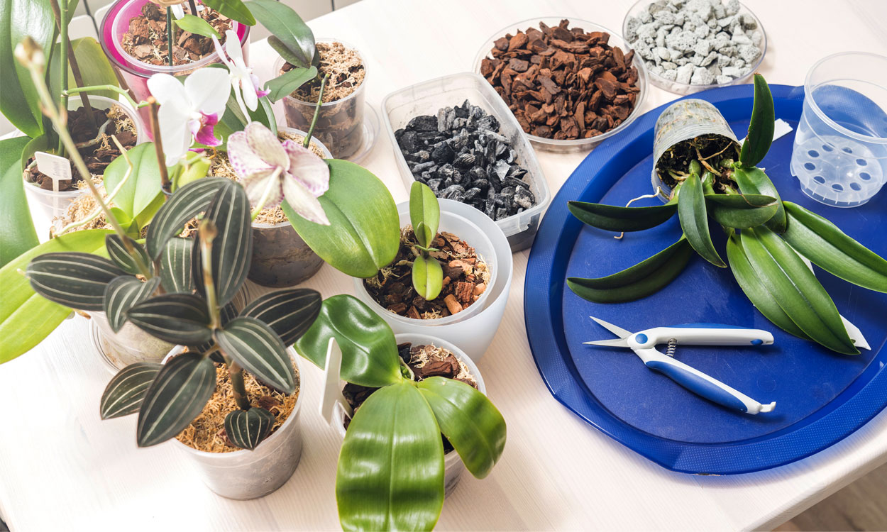 Rega de Orquídeas: O Guia Definitivo para Evitar Erros Comuns