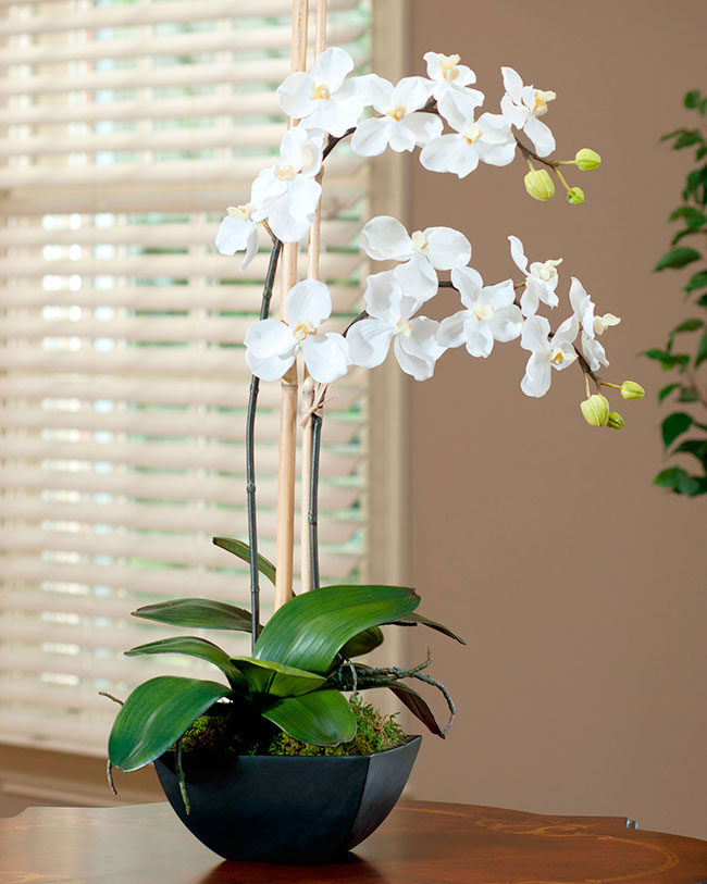 Orquideas Dentro De Casa