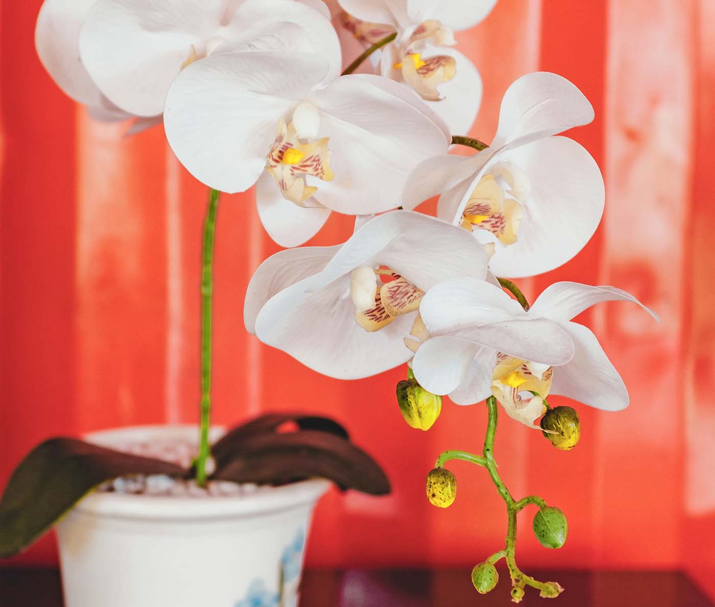 Guia Completo: Orquídeas Phalaenopsis para Iniciantes