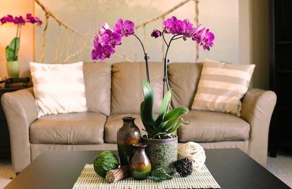 Feng Shui e Orquídeas: Como Atrair Prosperidade para Sua Casa