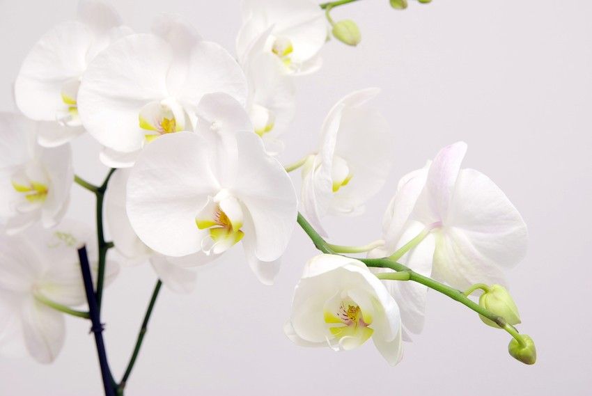 Como Escolher o Substrato e Vaso Ideal para Sua Orquídea