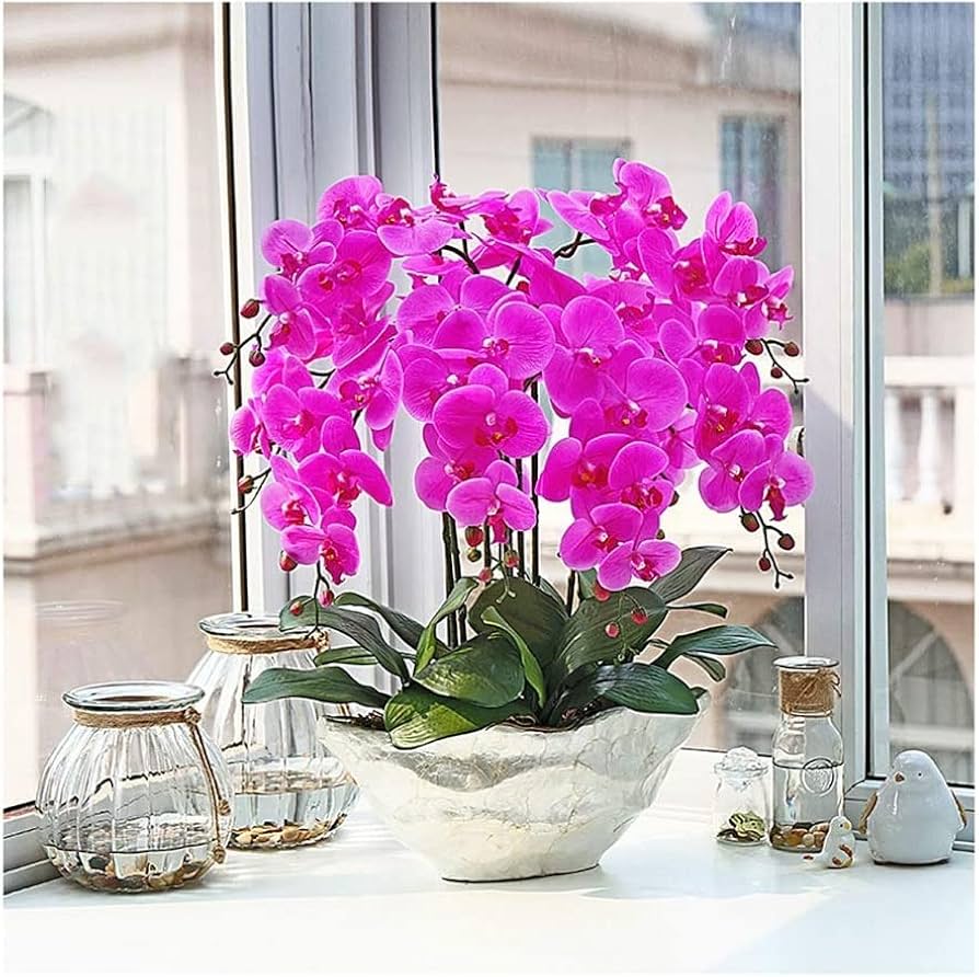 Rega de Orquídeas: O Guia Definitivo para Evitar Erros Comuns