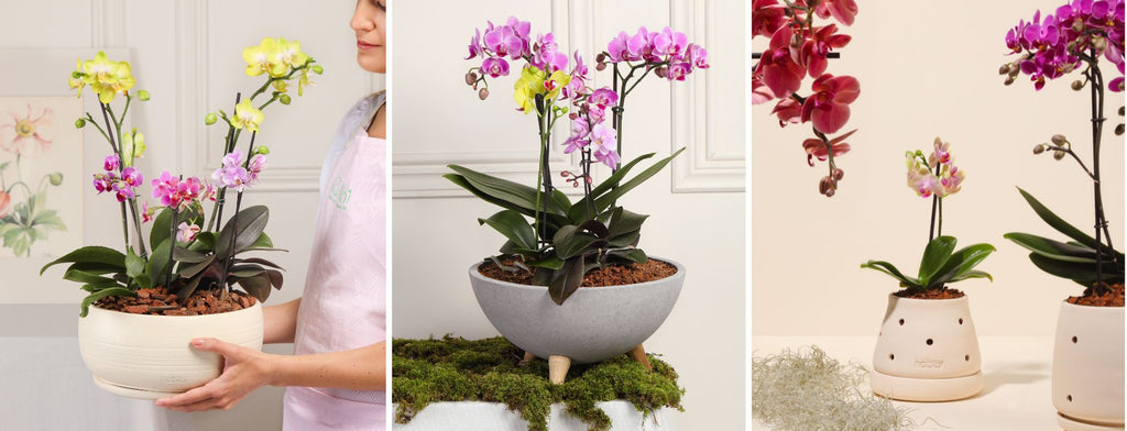 Como Escolher o Substrato e Vaso Ideal para Sua Orquídea