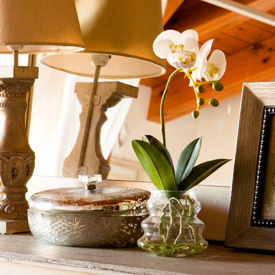 Guia Completo: Orquídeas Phalaenopsis para Iniciantes