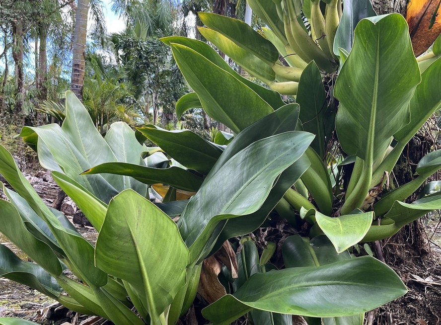 Planta babosa-de-pau