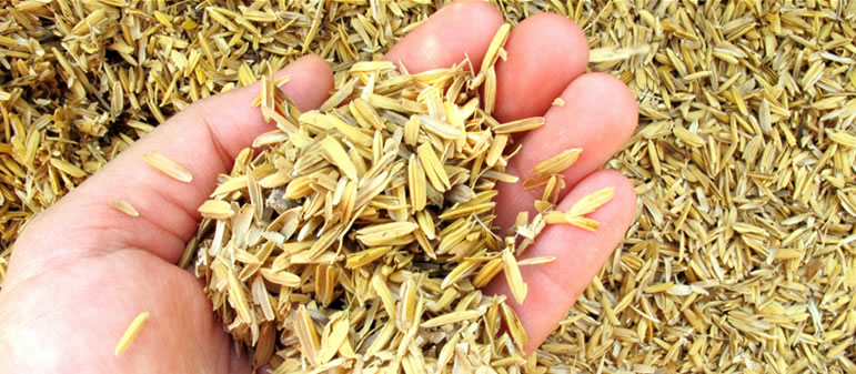 casca de arroz