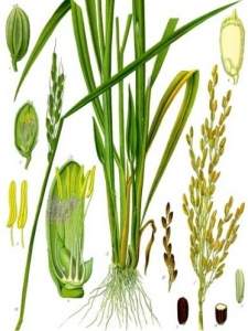 palha de arroz para animais