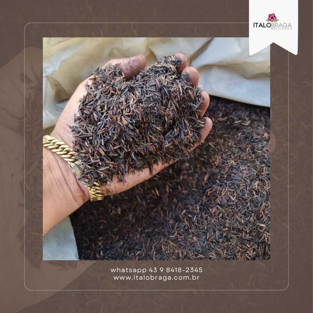 palha de arroz para energia