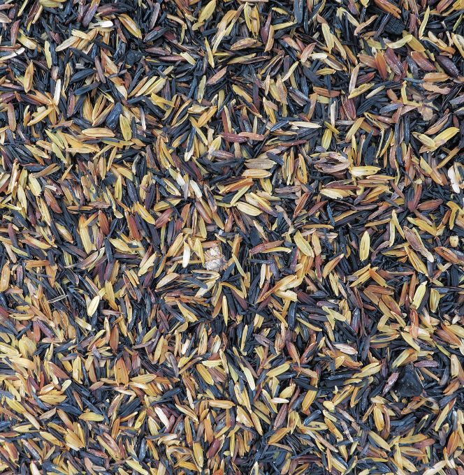 usos da casca de arroz